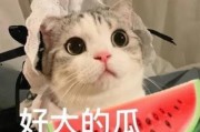 娱乐圈猫猫吃瓜小说,猫猫吃瓜，揭秘明星背后的秘密